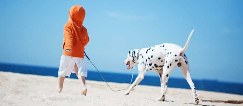 Dog-Leash-Kid-Beach